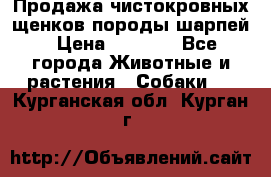 Продажа чистокровных щенков породы шарпей › Цена ­ 8 000 - Все города Животные и растения » Собаки   . Курганская обл.,Курган г.